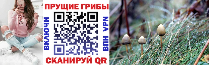 Галлюциногенные грибы Cubensis  Сорск 